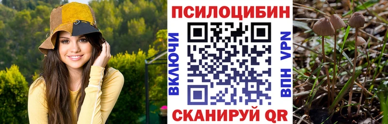 Галлюциногенные грибы Psilocybe  Купить где  Нелидово 